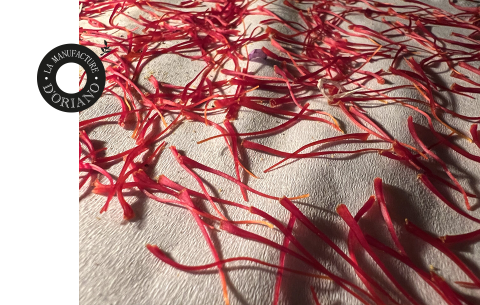 La Safranière de Nicolas - I Piattini De Frédérique - Restaurant Lanobre - top resto MONTEGROSSO